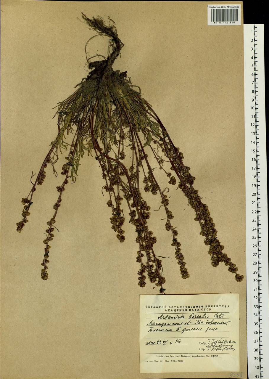 Artemisia borealis Pall., Siberia, Chukotka & Kamchatka (S7) (Russia)