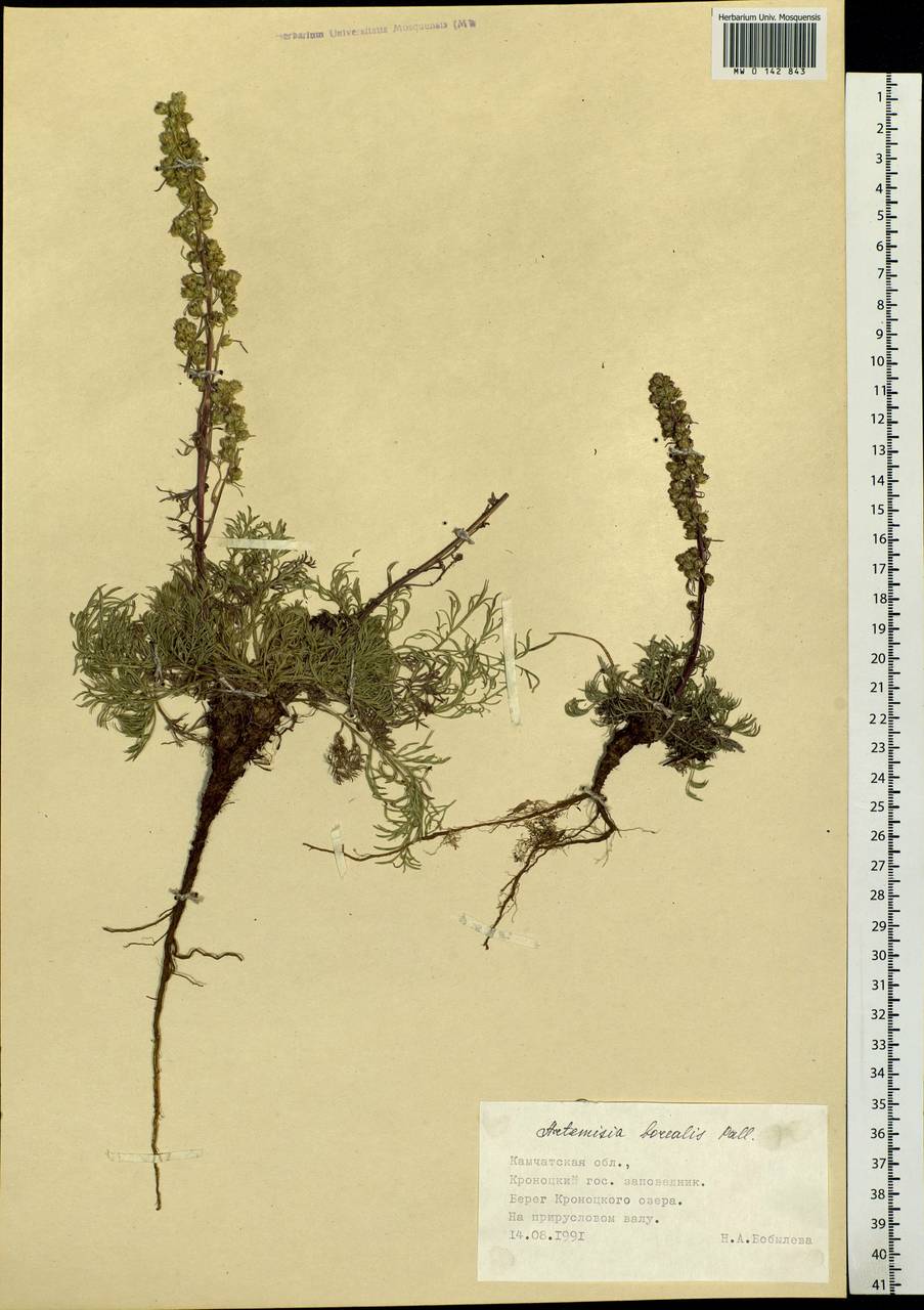 Artemisia borealis Pall., Siberia, Chukotka & Kamchatka (S7) (Russia)