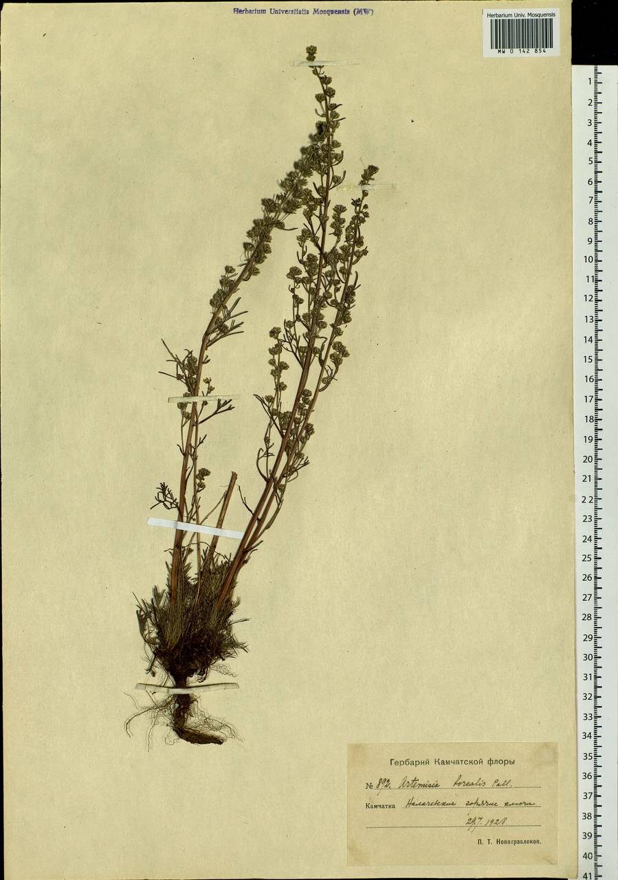 Artemisia borealis Pall., Siberia, Chukotka & Kamchatka (S7) (Russia)