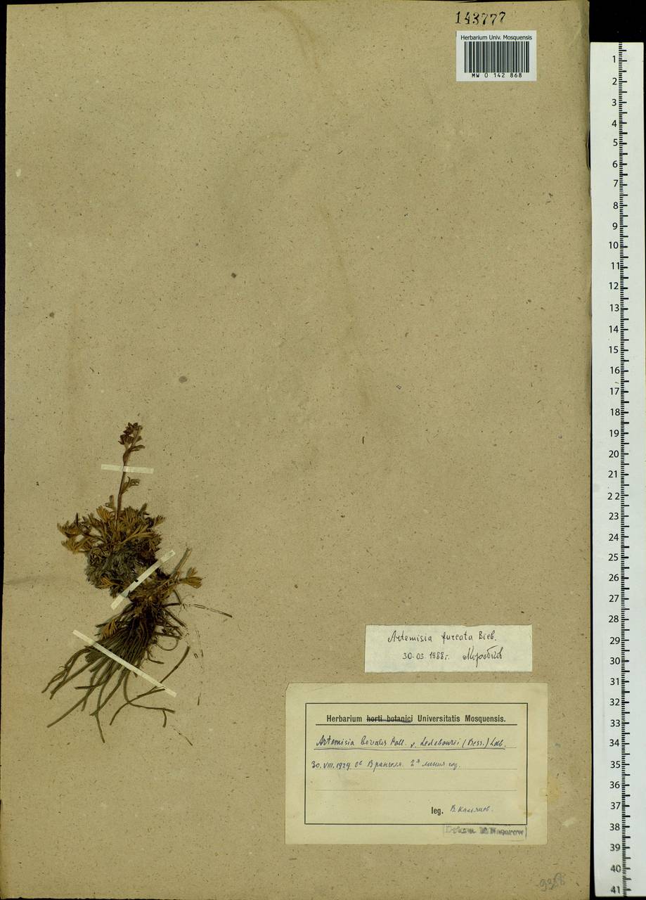 Artemisia borealis Pall., Siberia, Chukotka & Kamchatka (S7) (Russia)