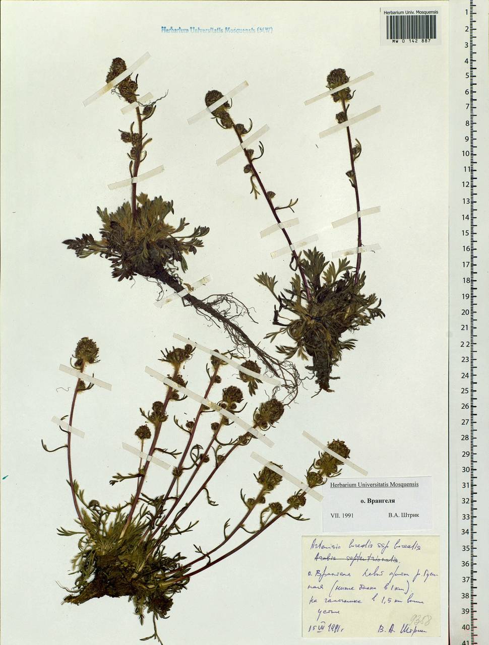 Artemisia borealis Pall., Siberia, Chukotka & Kamchatka (S7) (Russia)