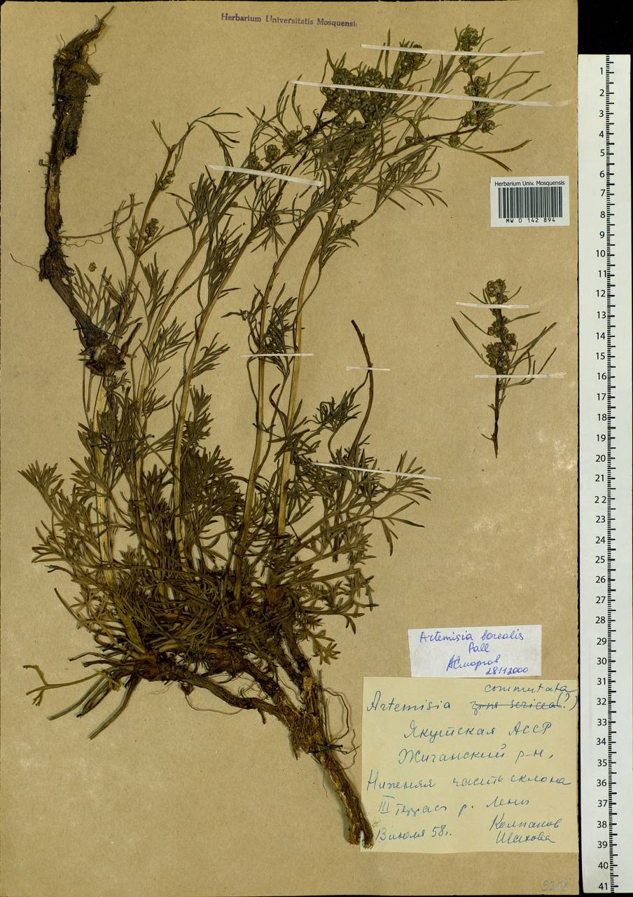 Artemisia borealis Pall., Siberia, Yakutia (S5) (Russia)