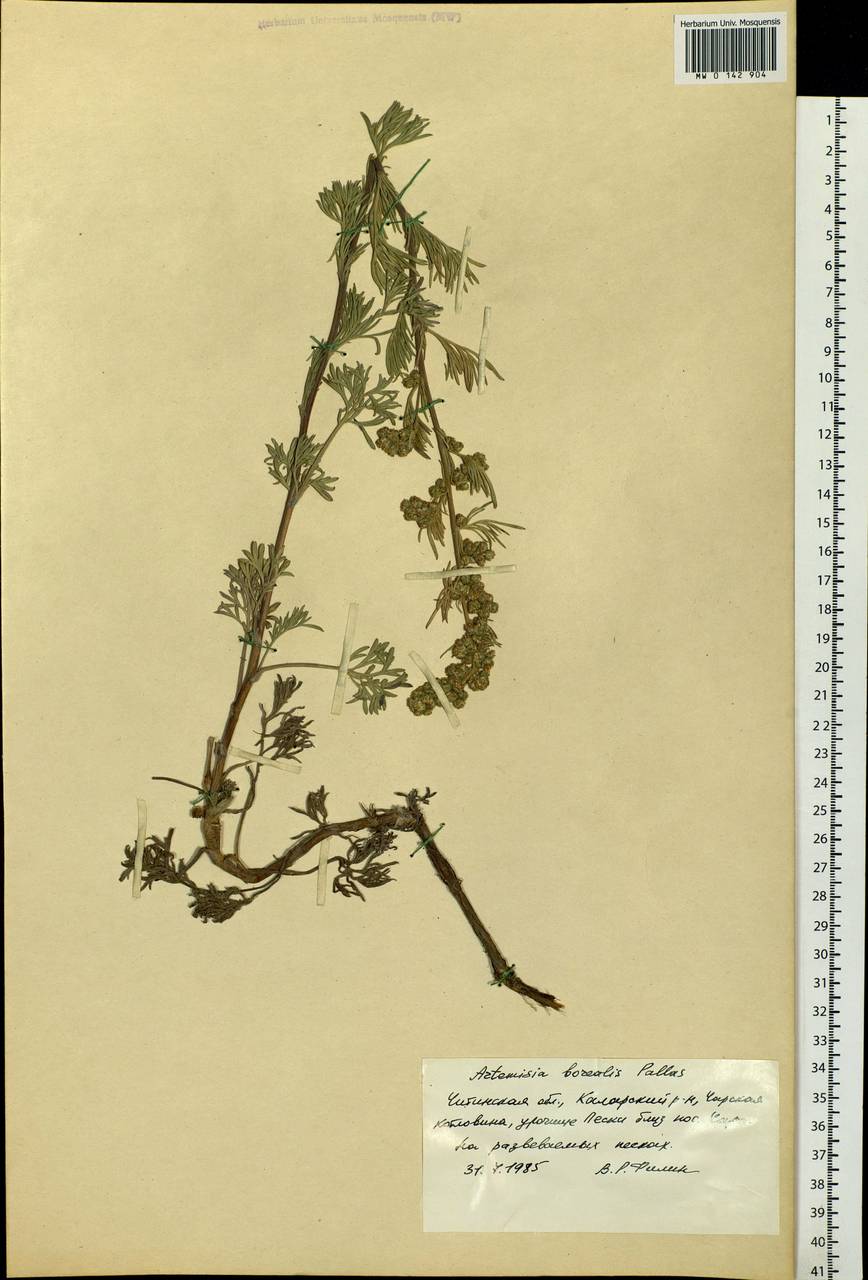 Artemisia borealis Pall., Siberia, Baikal & Transbaikal region (S4) (Russia)