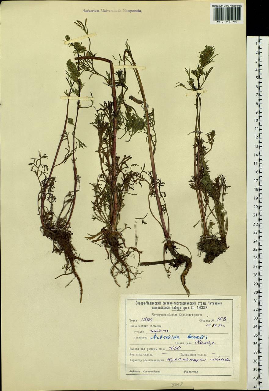 Artemisia borealis Pall., Siberia, Baikal & Transbaikal region (S4) (Russia)