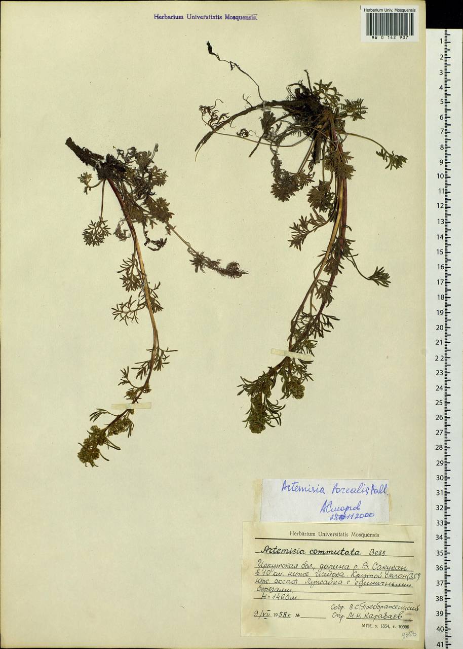 Artemisia borealis Pall., Siberia, Baikal & Transbaikal region (S4) (Russia)