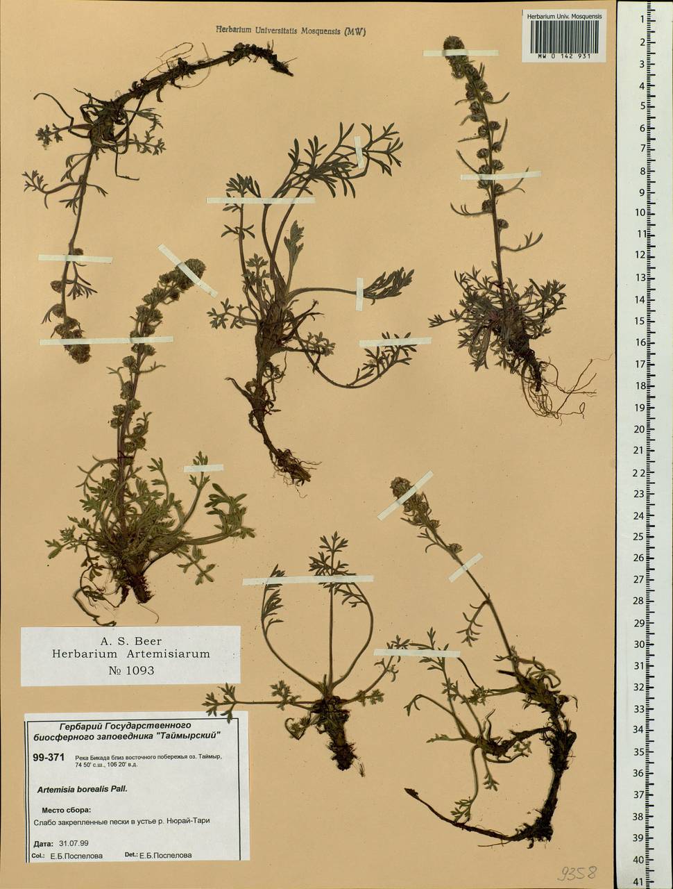 Artemisia borealis Pall., Siberia, Central Siberia (S3) (Russia)