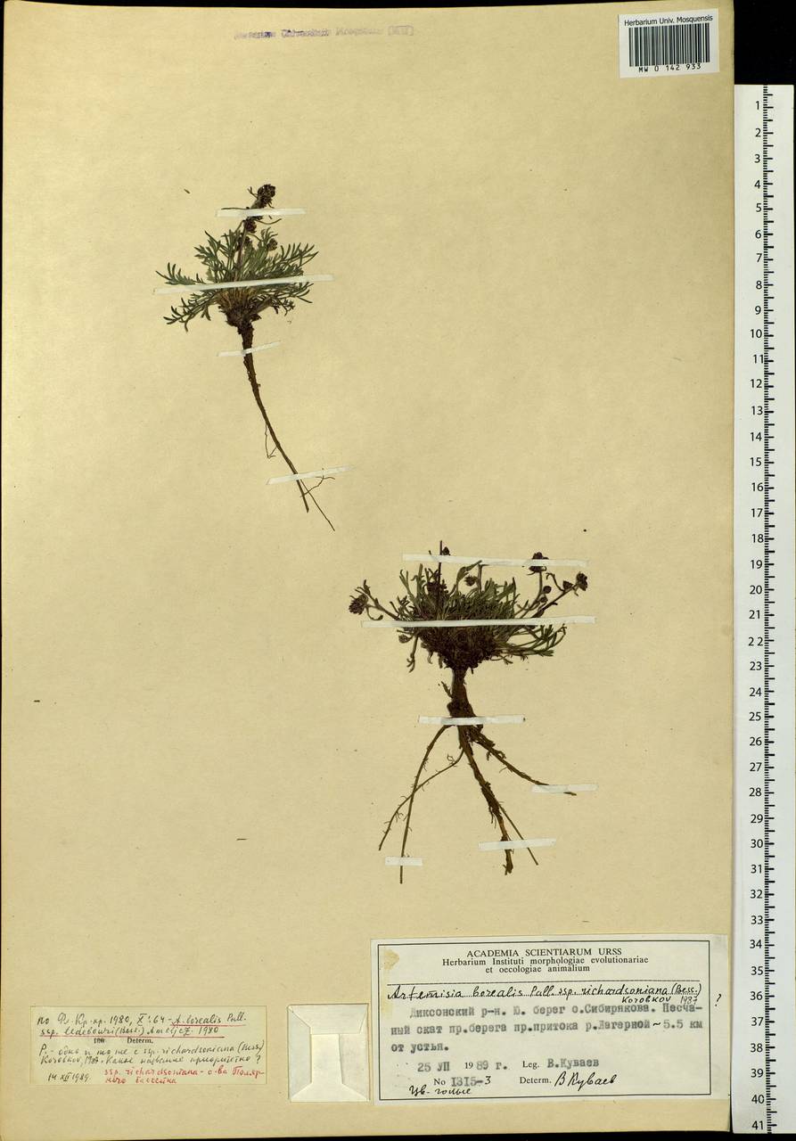 Artemisia borealis Pall., Siberia, Central Siberia (S3) (Russia)