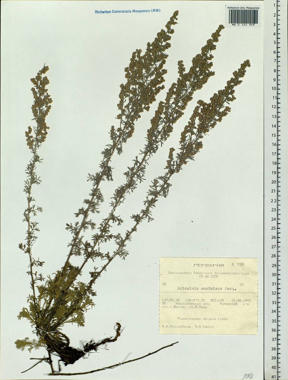 Artemisia austriaca Jacq., Siberia, Western Siberia (S1) (Russia)