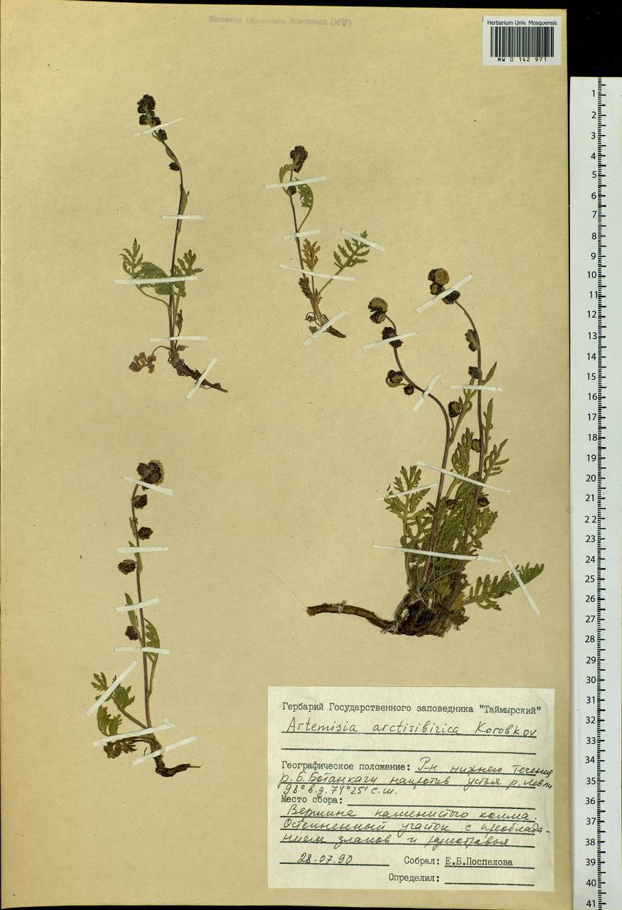 Artemisia arctisibirica Korobkov, Siberia, Central Siberia (S3) (Russia)
