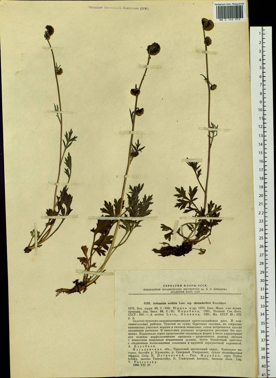 Artemisia norvegica subsp. saxatilis (Besser) H. M. Hall & Clem., Siberia, Chukotka & Kamchatka (S7) (Russia)