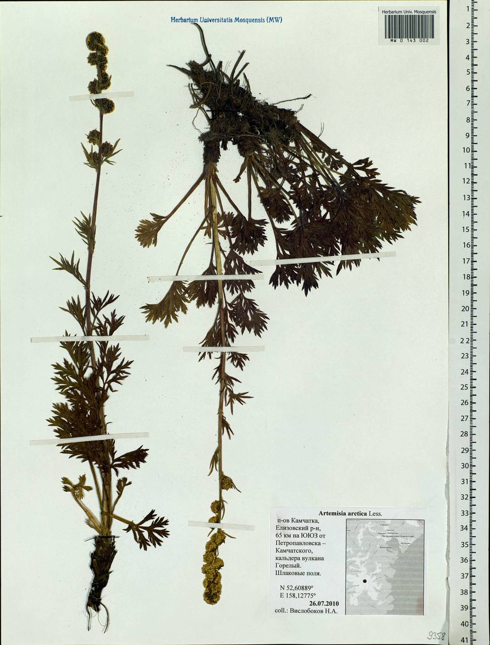 Artemisia norvegica subsp. saxatilis (Besser) H. M. Hall & Clem., Siberia, Chukotka & Kamchatka (S7) (Russia)