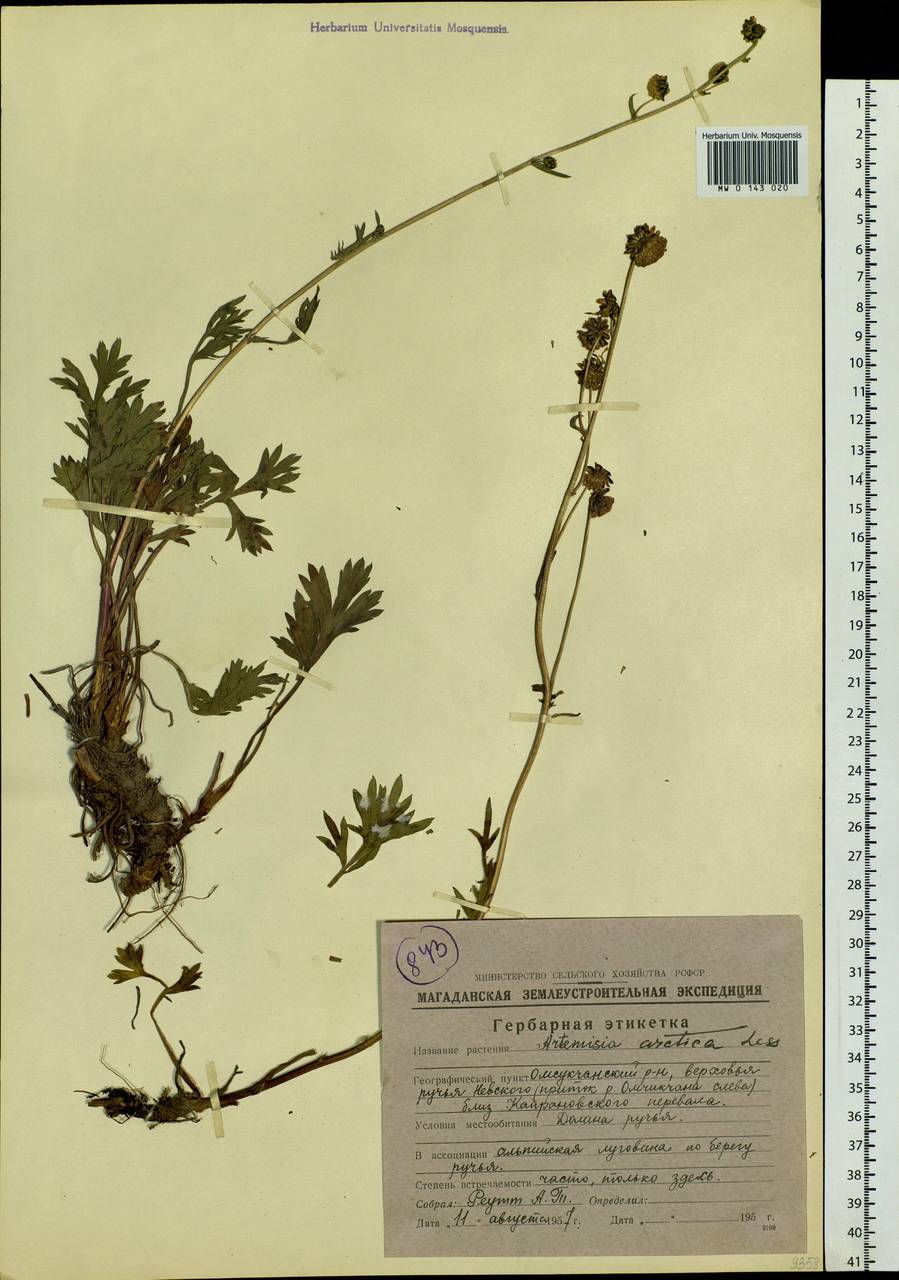 Artemisia norvegica subsp. saxatilis (Besser) H. M. Hall & Clem., Siberia, Chukotka & Kamchatka (S7) (Russia)