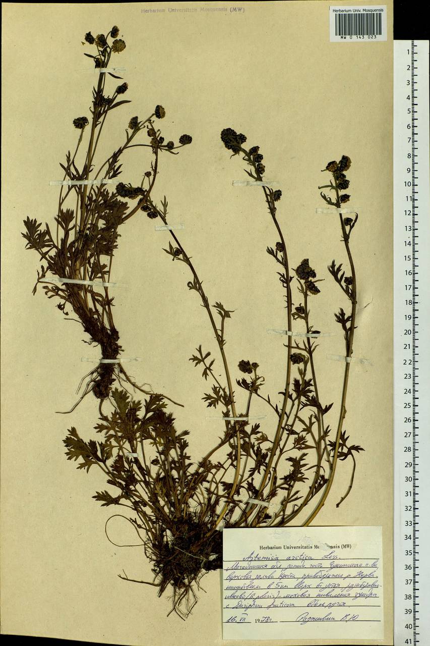 Artemisia norvegica subsp. saxatilis (Besser) H. M. Hall & Clem., Siberia, Chukotka & Kamchatka (S7) (Russia)