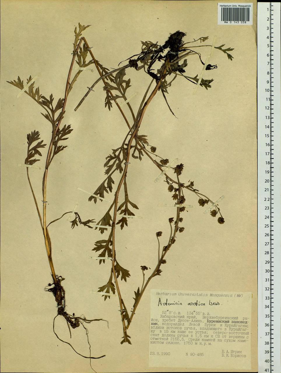 Artemisia norvegica subsp. saxatilis (Besser) H. M. Hall & Clem., Siberia, Russian Far East (S6) (Russia)