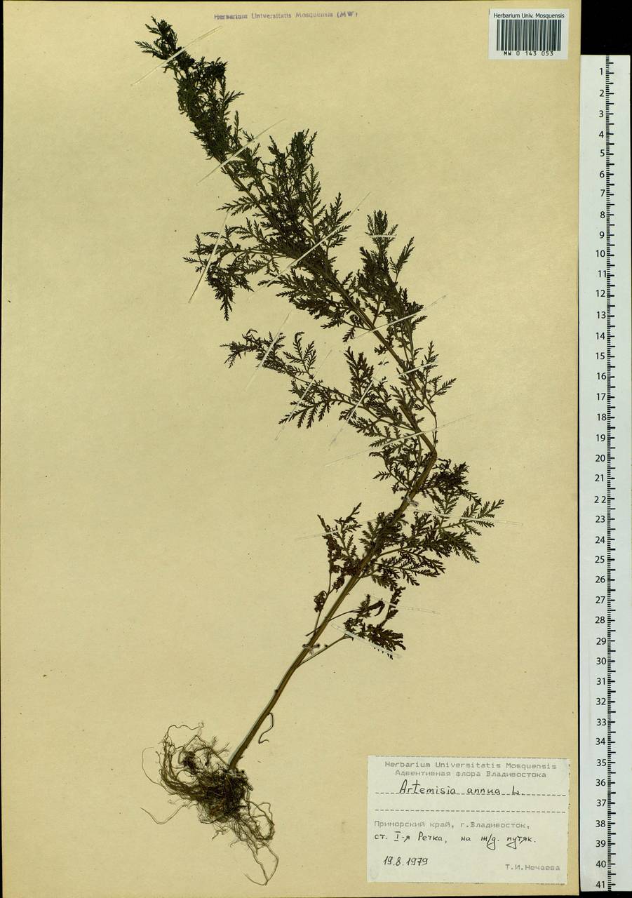 Artemisia annua L., Siberia, Russian Far East (S6) (Russia)