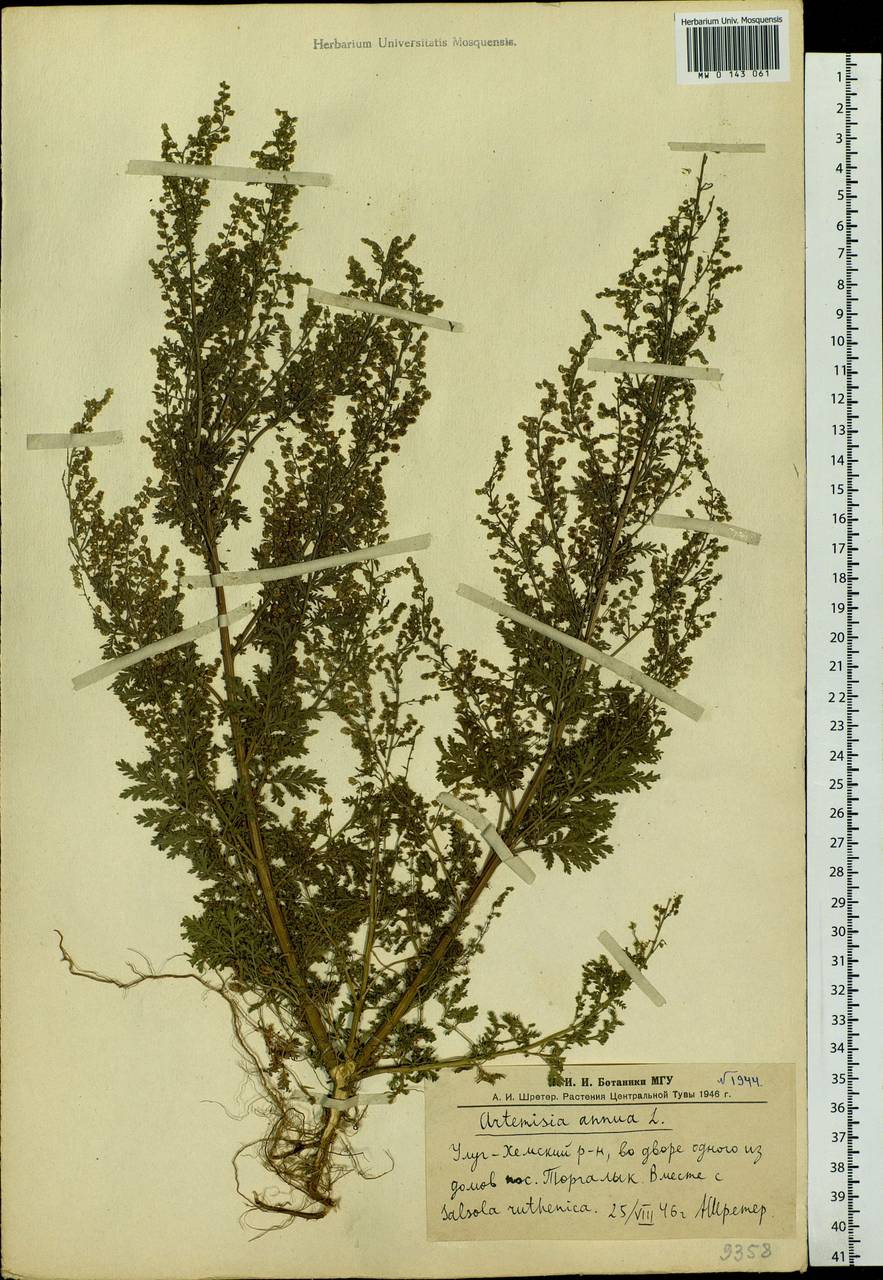 Artemisia annua L., Siberia, Altai & Sayany Mountains (S2) (Russia)