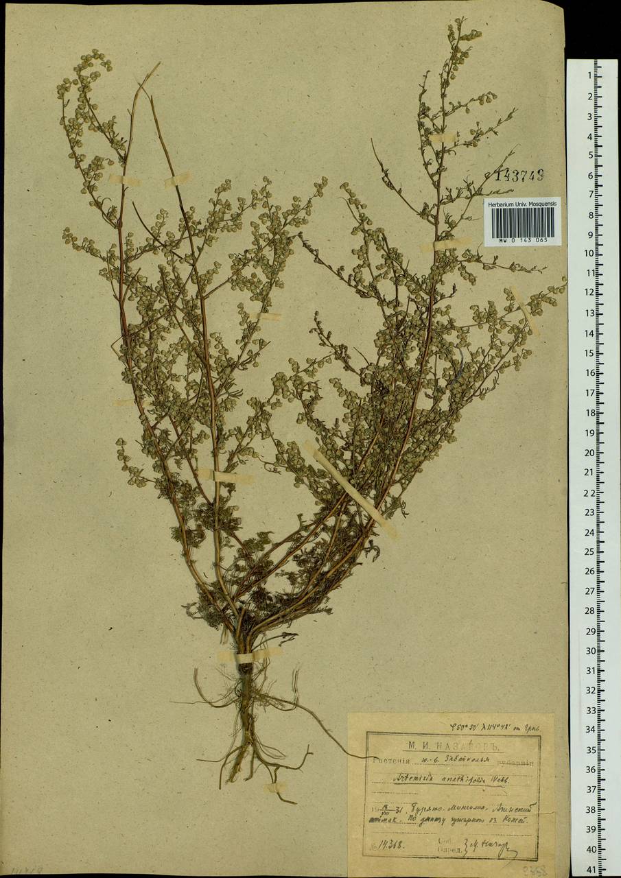 Artemisia anethifolia Weber ex Stechm., Siberia, Baikal & Transbaikal region (S4) (Russia)
