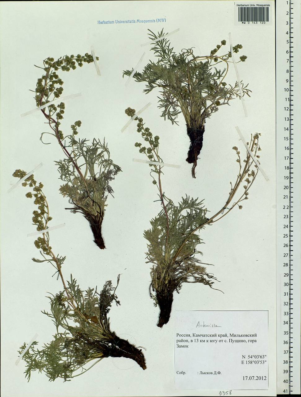 Artemisia, Siberia, Chukotka & Kamchatka (S7) (Russia)