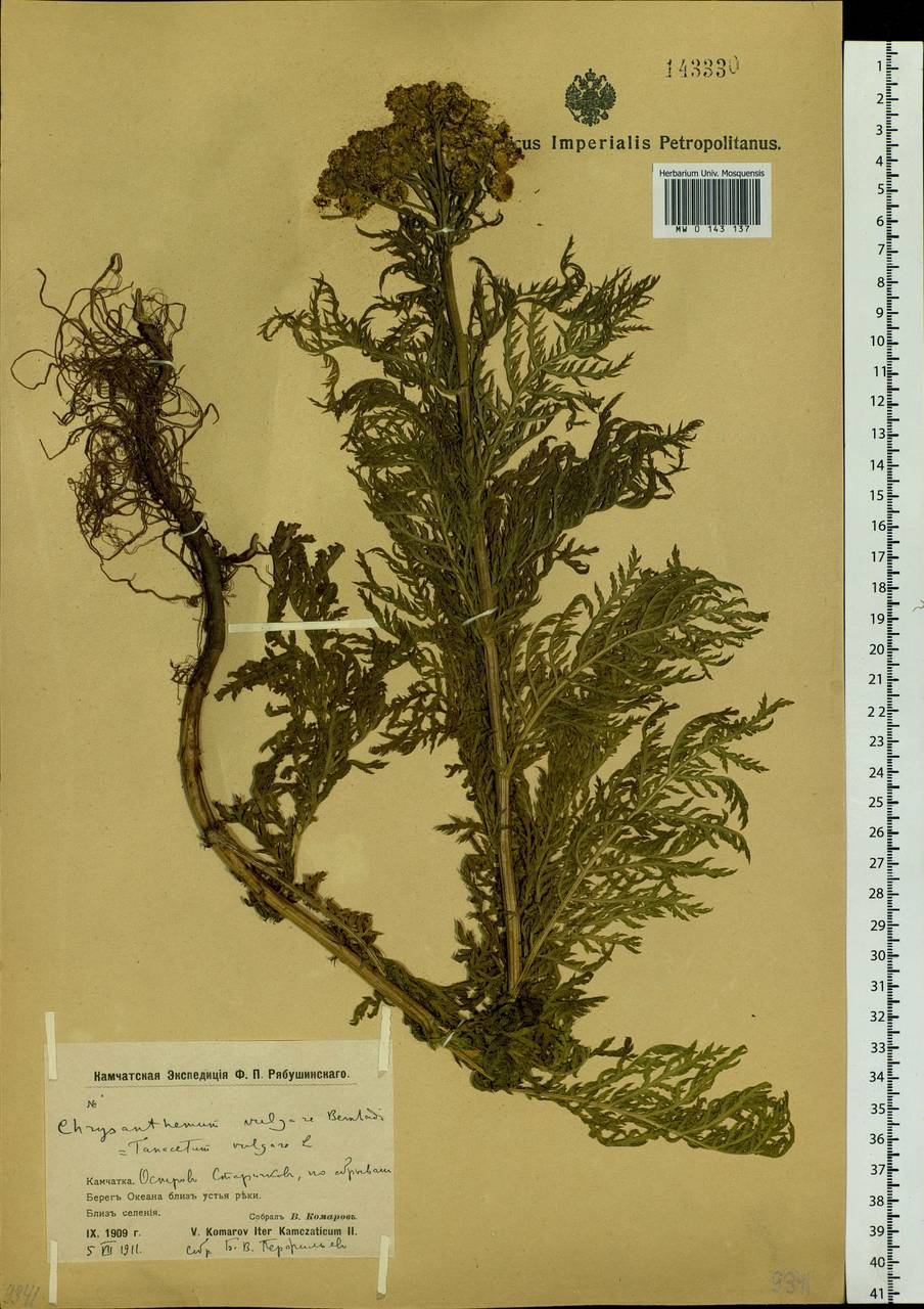 Tanacetum vulgare L., Siberia, Chukotka & Kamchatka (S7) (Russia)