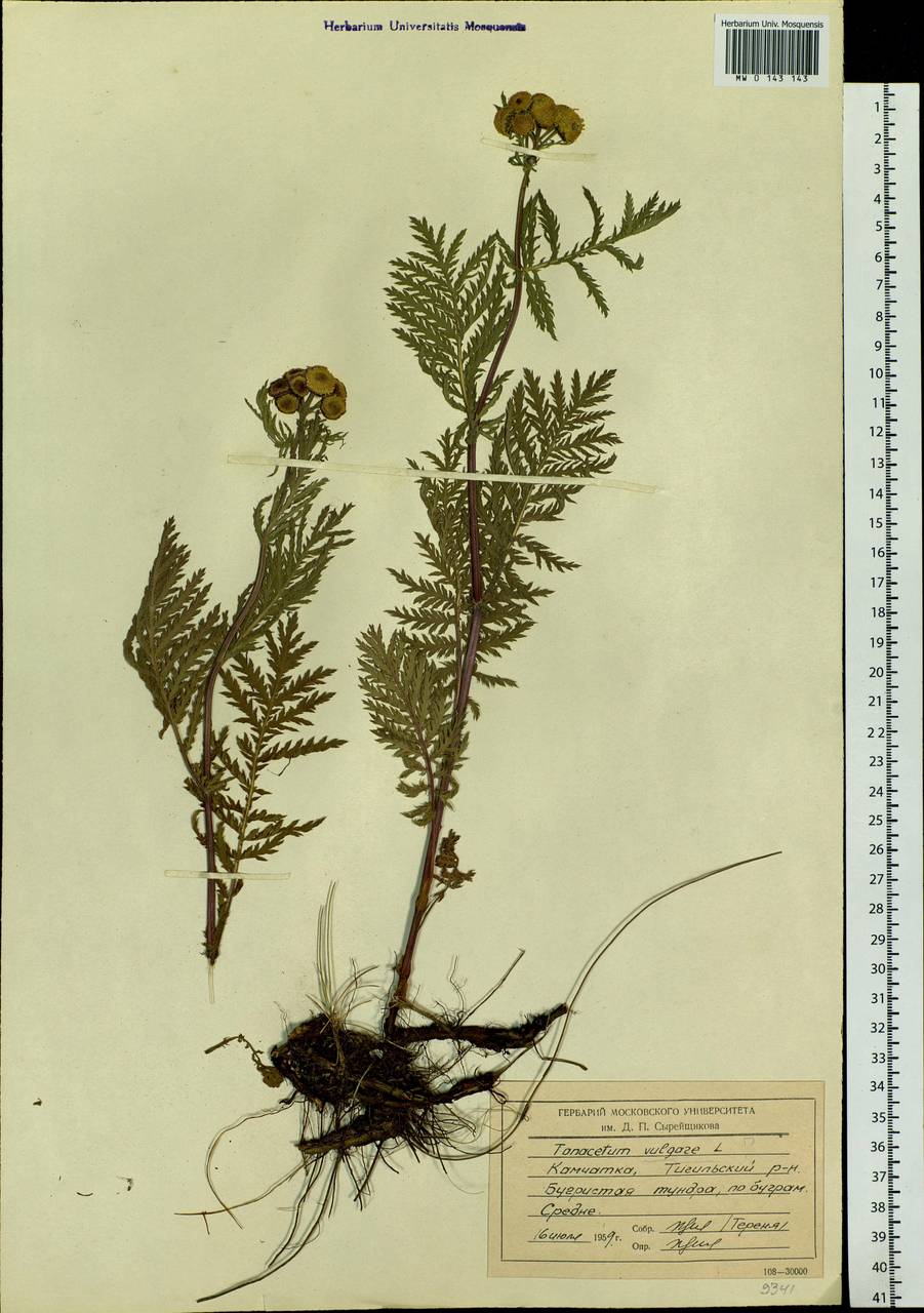 Tanacetum vulgare L., Siberia, Chukotka & Kamchatka (S7) (Russia)