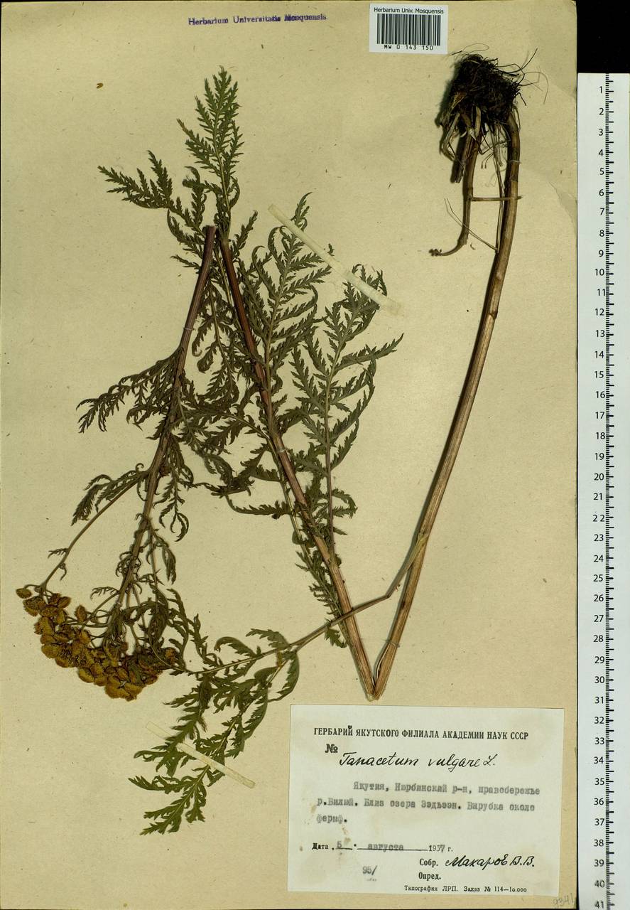 Tanacetum vulgare L., Siberia, Yakutia (S5) (Russia)