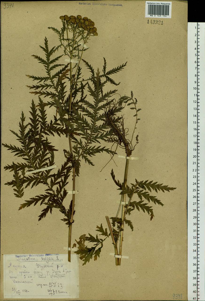 Tanacetum vulgare L., Siberia, Yakutia (S5) (Russia)