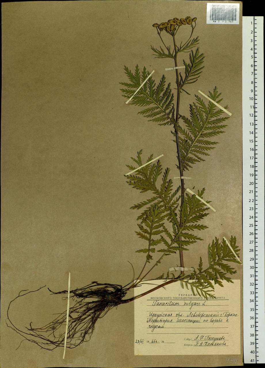 Tanacetum vulgare L., Siberia, Baikal & Transbaikal region (S4) (Russia)