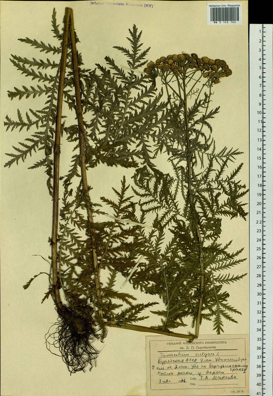 Tanacetum vulgare L., Siberia, Baikal & Transbaikal region (S4) (Russia)