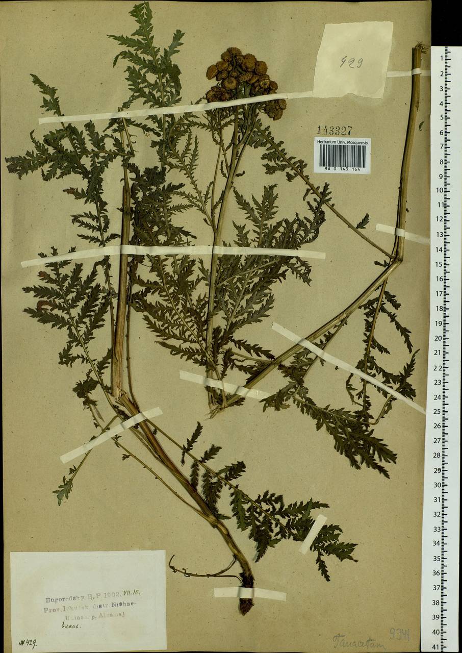 Tanacetum vulgare L., Siberia, Baikal & Transbaikal region (S4) (Russia)