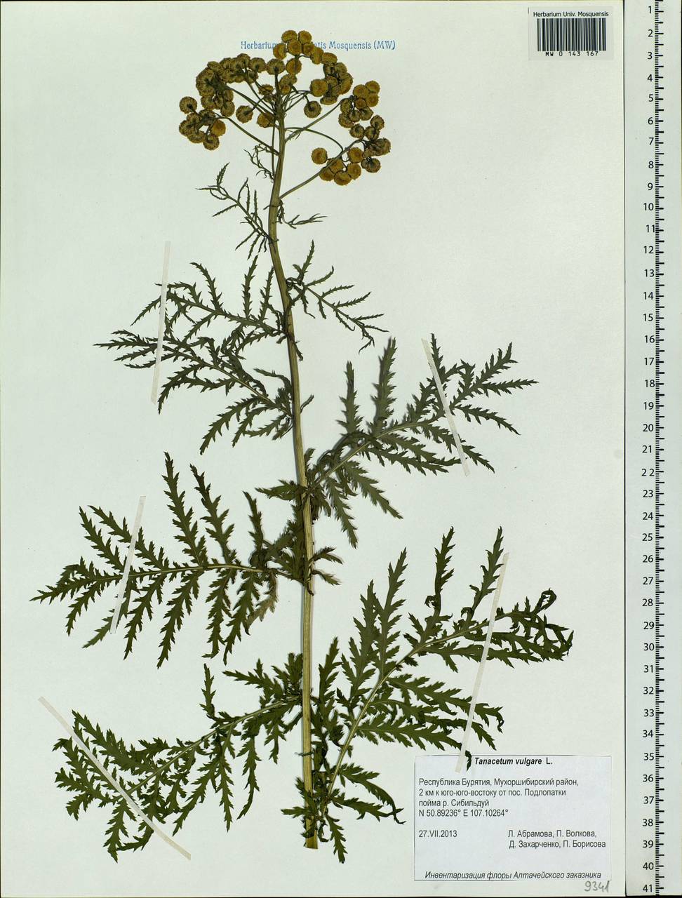 Tanacetum vulgare L., Siberia, Baikal & Transbaikal region (S4) (Russia)