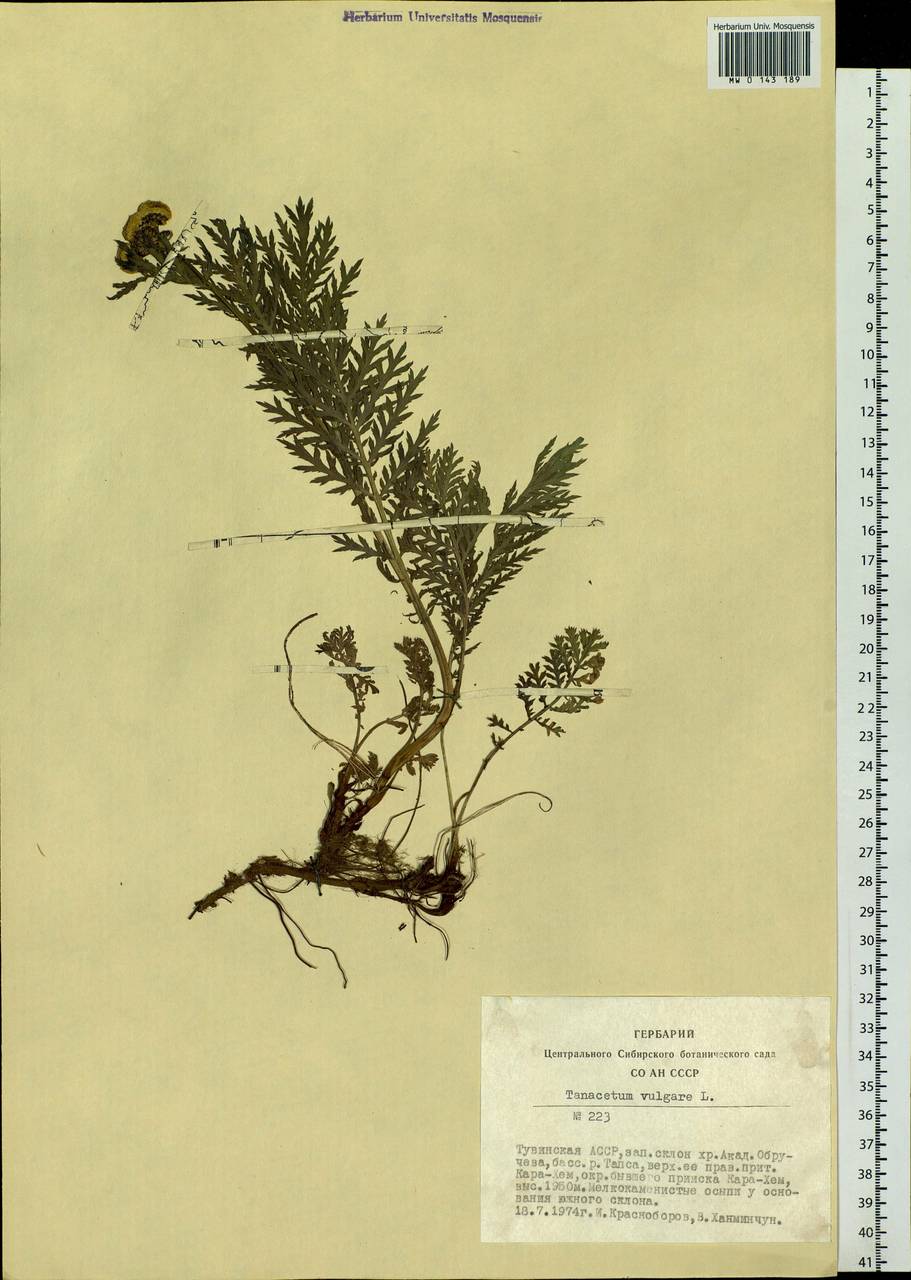 Tanacetum vulgare L., Siberia, Altai & Sayany Mountains (S2) (Russia)
