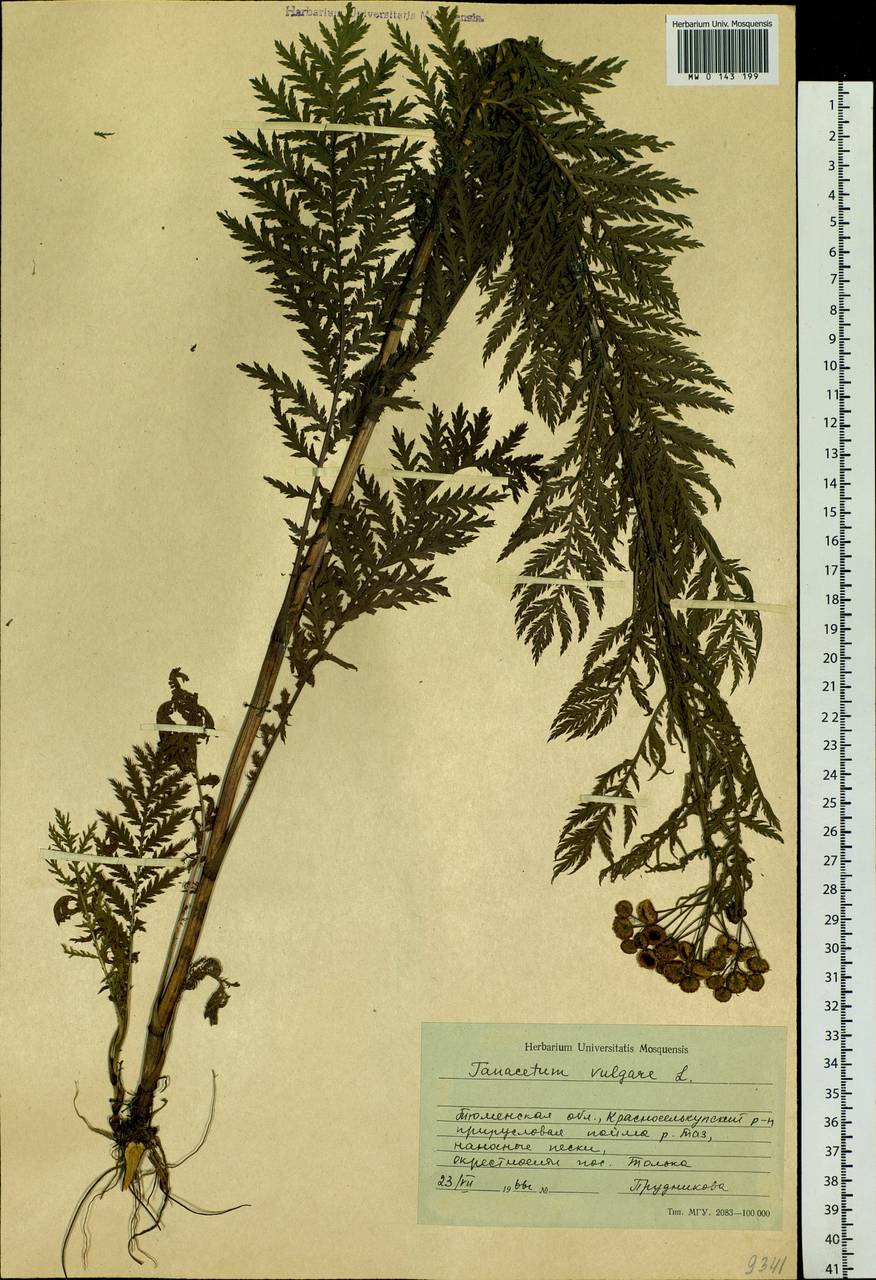 Tanacetum vulgare L., Siberia, Western Siberia (S1) (Russia)