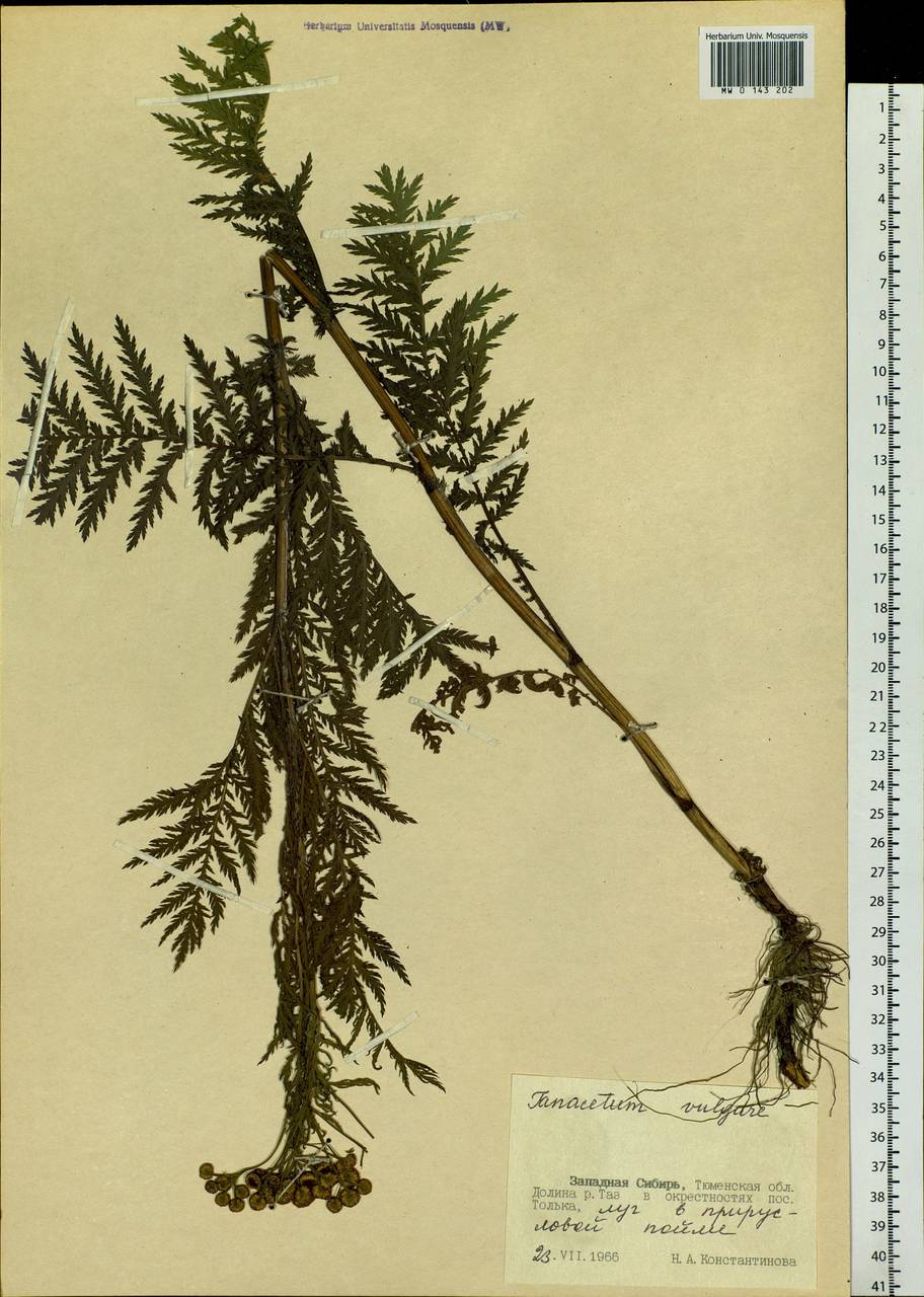 Tanacetum vulgare L., Siberia, Western Siberia (S1) (Russia)