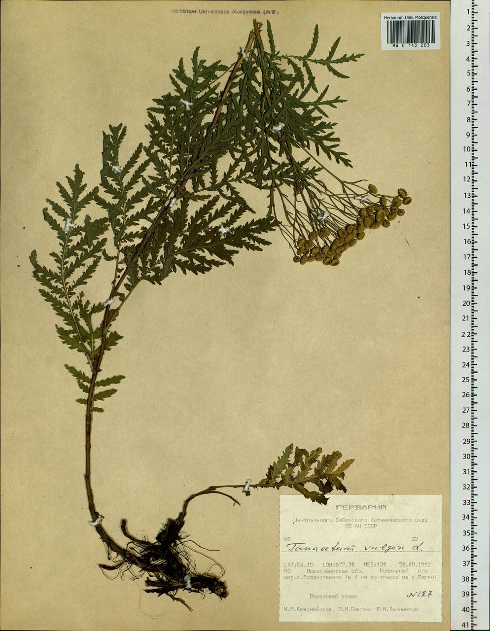 Tanacetum vulgare L., Siberia, Western Siberia (S1) (Russia)