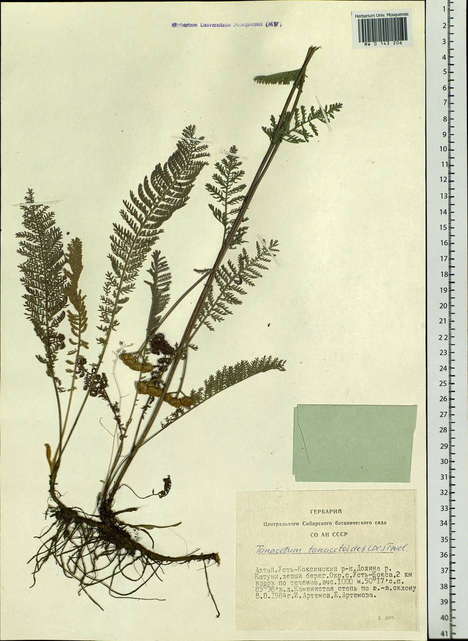 Tanacetum tanacetoides (DC.) Tzvelev, Siberia, Altai & Sayany Mountains (S2) (Russia)