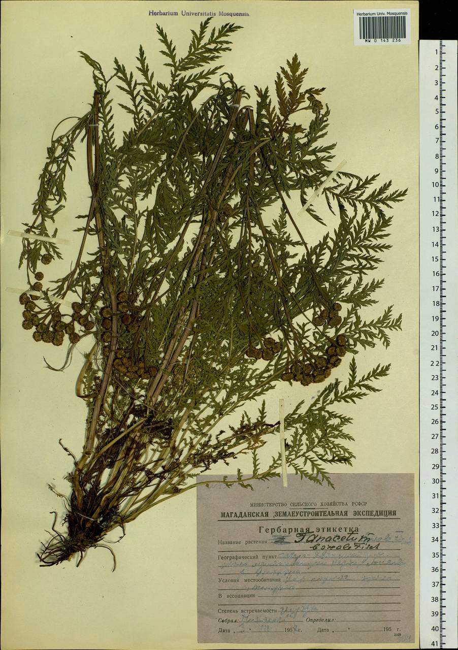 Tanacetum vulgare subsp. vulgare, Siberia, Chukotka & Kamchatka (S7) (Russia)