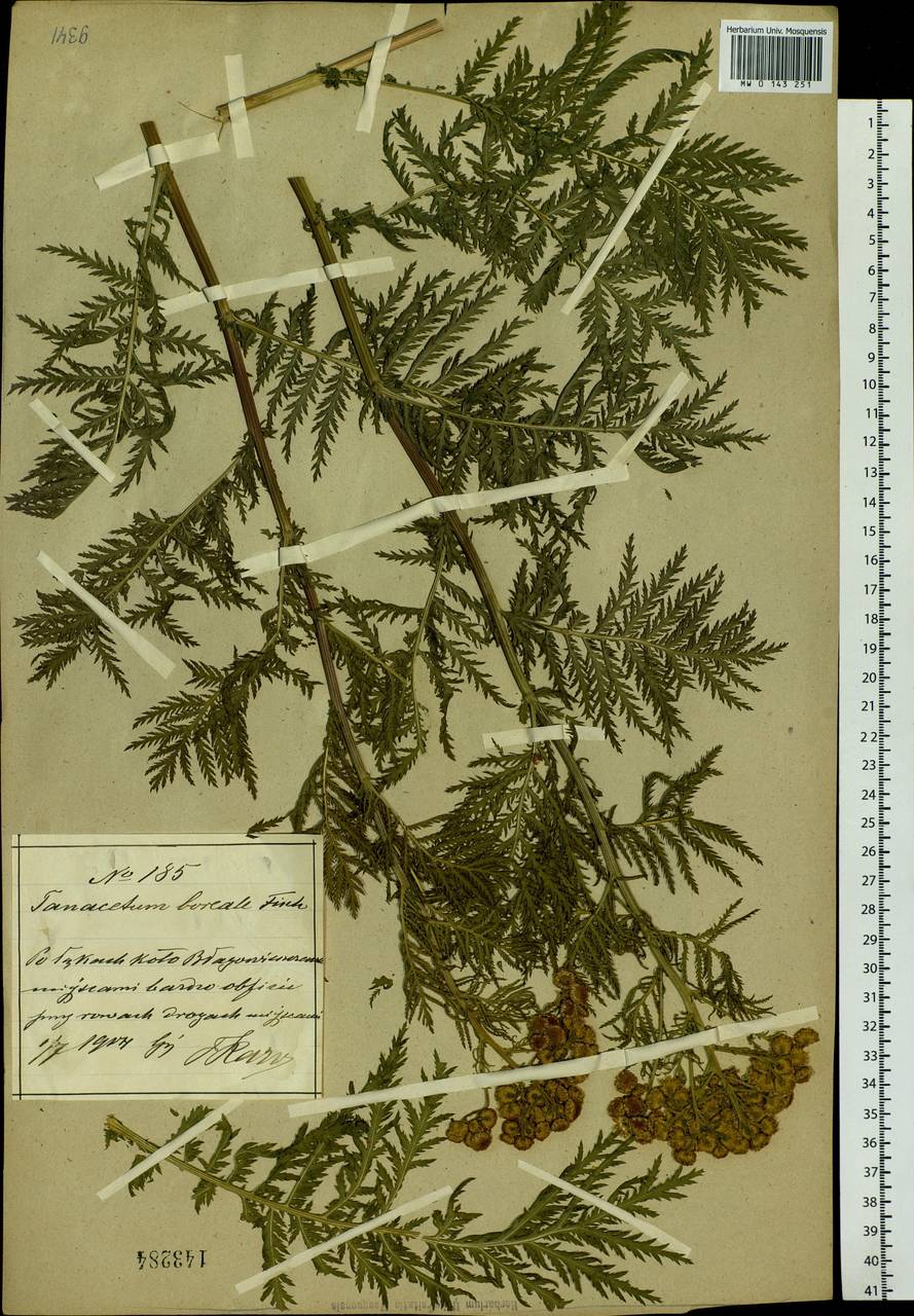 Tanacetum vulgare subsp. vulgare, Siberia, Russian Far East (S6) (Russia)