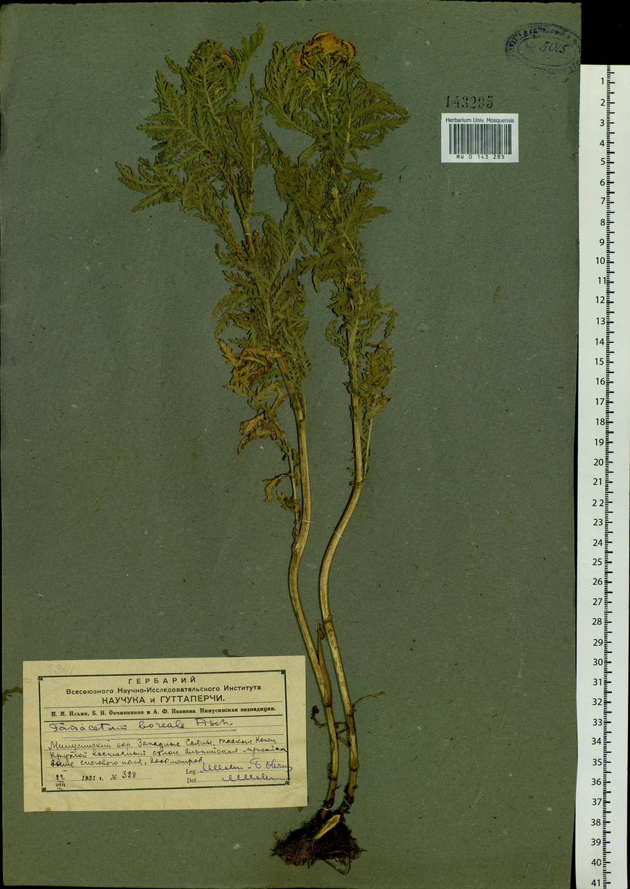 Tanacetum vulgare subsp. vulgare, Siberia, Altai & Sayany Mountains (S2) (Russia)