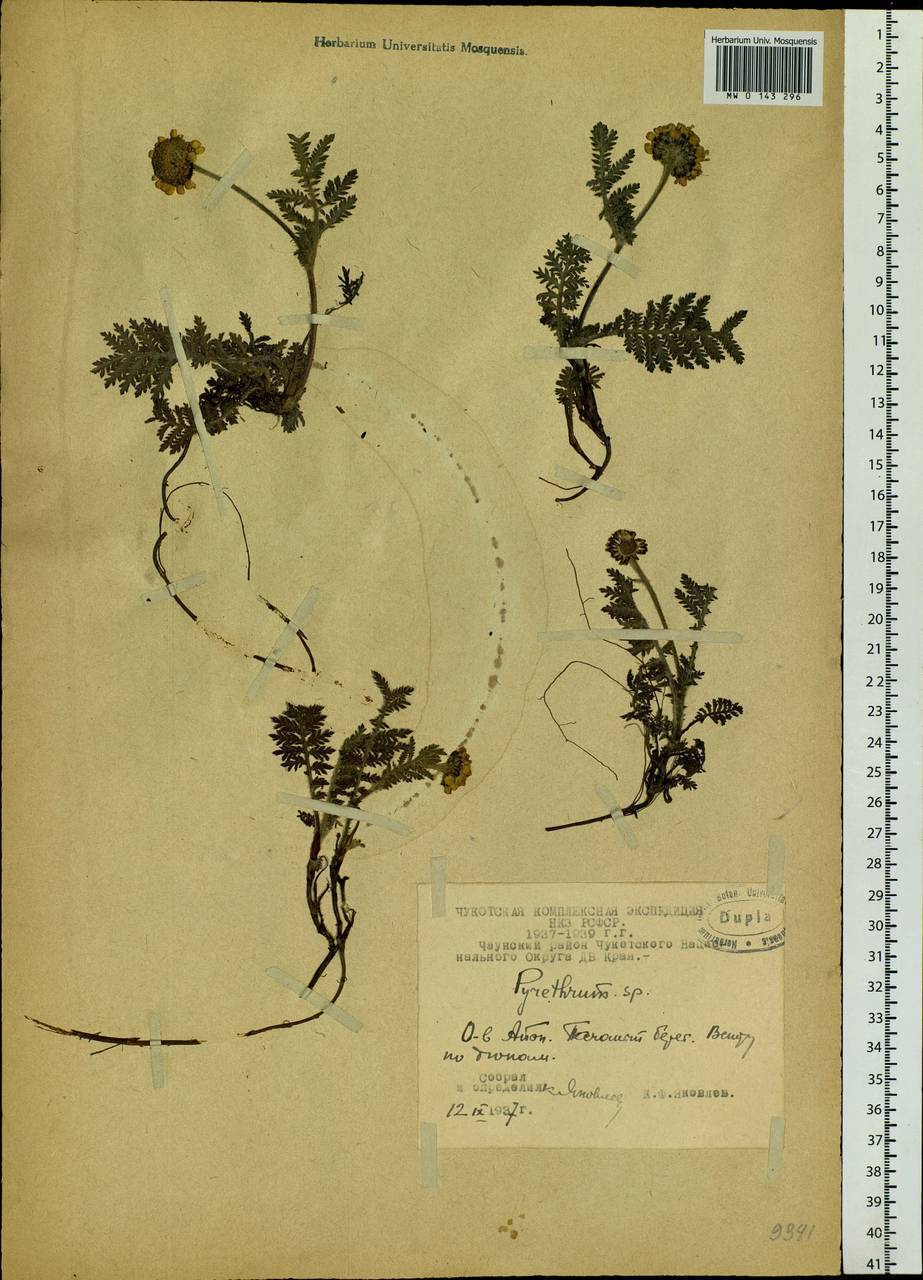 Tanacetum bipinnatum (L.) Sch. Bip., Siberia, Chukotka & Kamchatka (S7) (Russia)