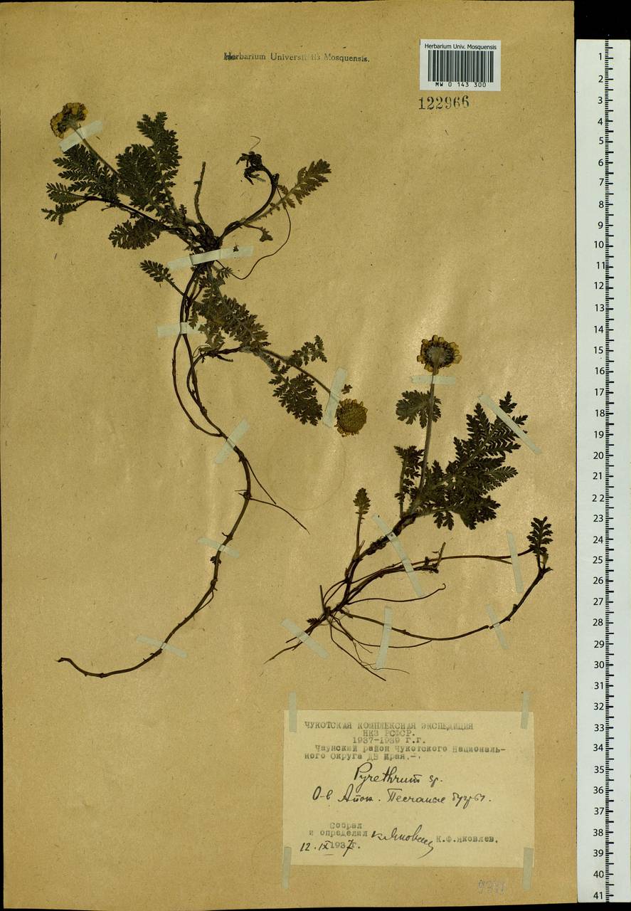 Tanacetum bipinnatum (L.) Sch. Bip., Siberia, Chukotka & Kamchatka (S7) (Russia)