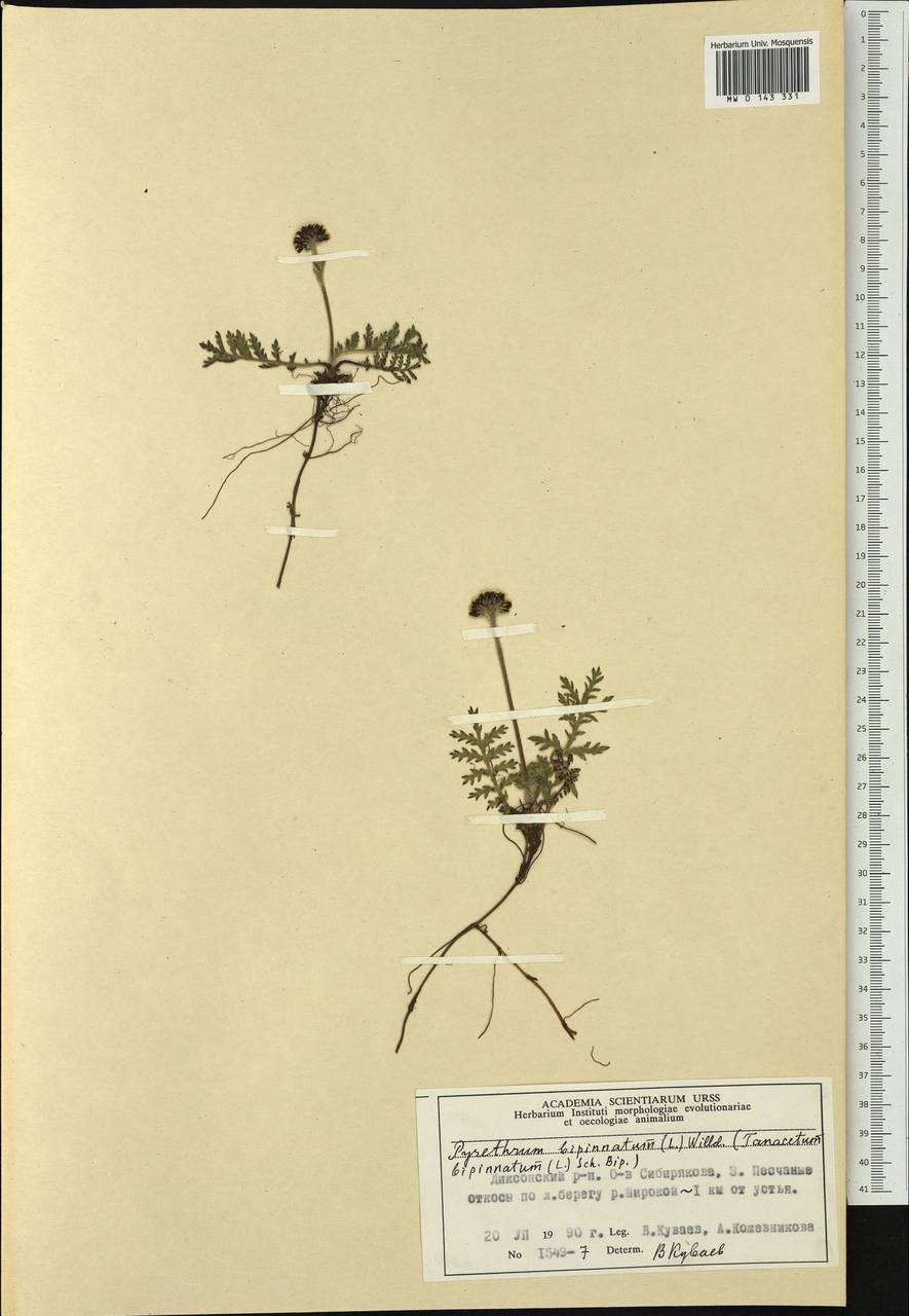 Tanacetum bipinnatum (L.) Sch. Bip., Siberia, Central Siberia (S3) (Russia)