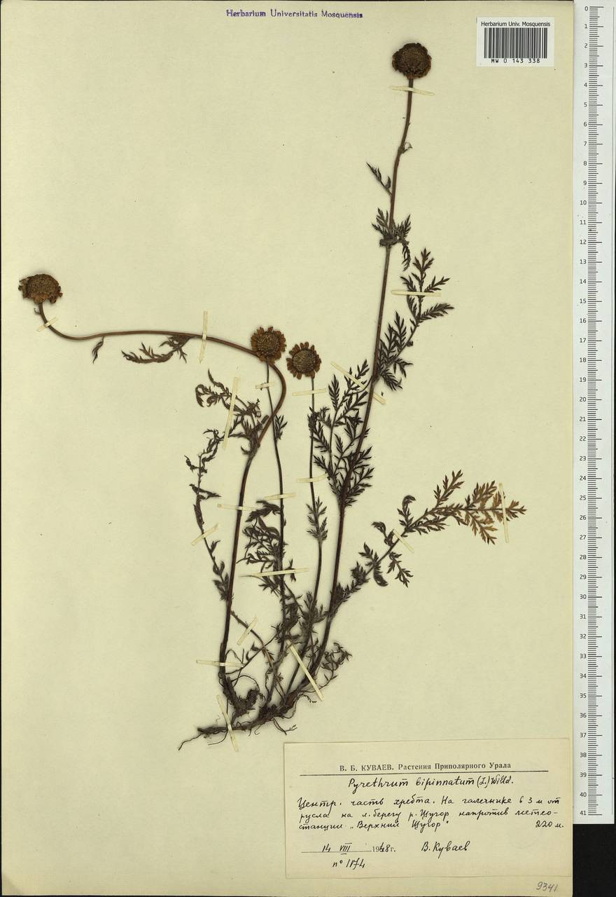 Tanacetum bipinnatum (L.) Sch. Bip., Eastern Europe, Northern region (E1) (Russia)