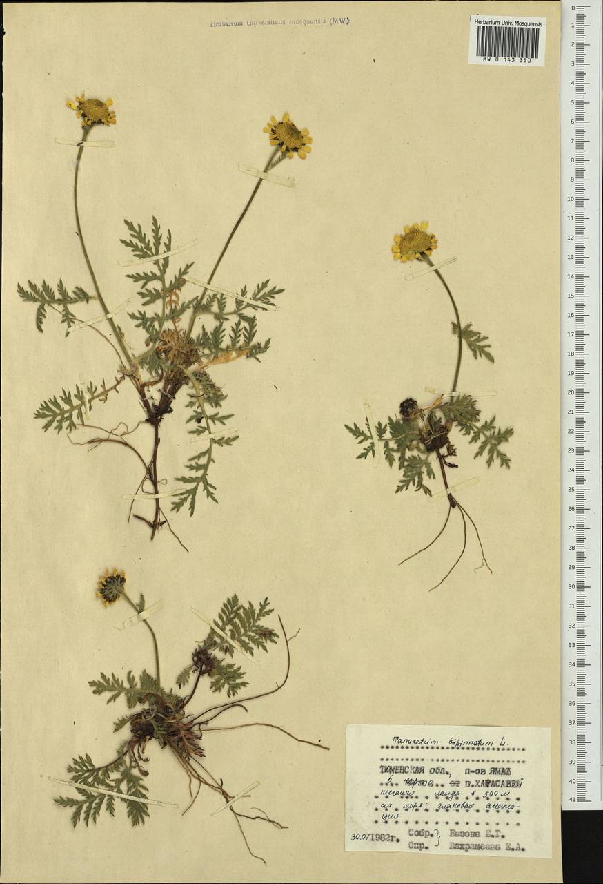 Tanacetum bipinnatum (L.) Sch. Bip., Siberia, Western Siberia (S1) (Russia)
