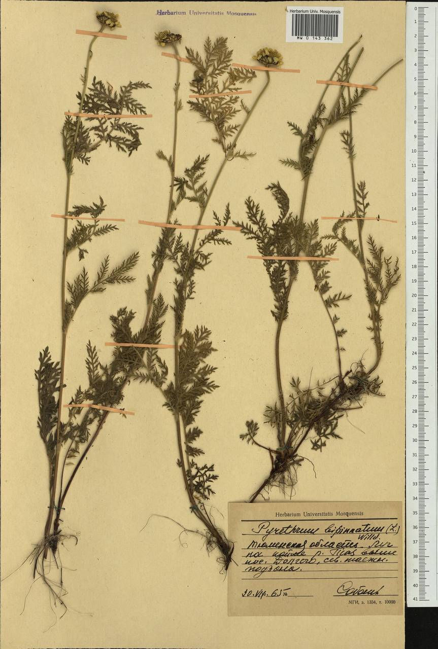 Tanacetum bipinnatum (L.) Sch. Bip., Siberia, Western Siberia (S1) (Russia)