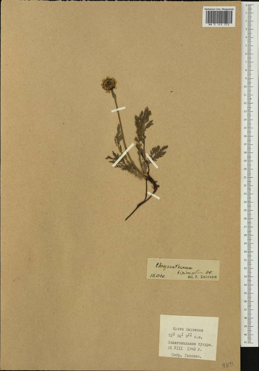 Tanacetum bipinnatum (L.) Sch. Bip., Siberia, Central Siberia (S3) (Russia)