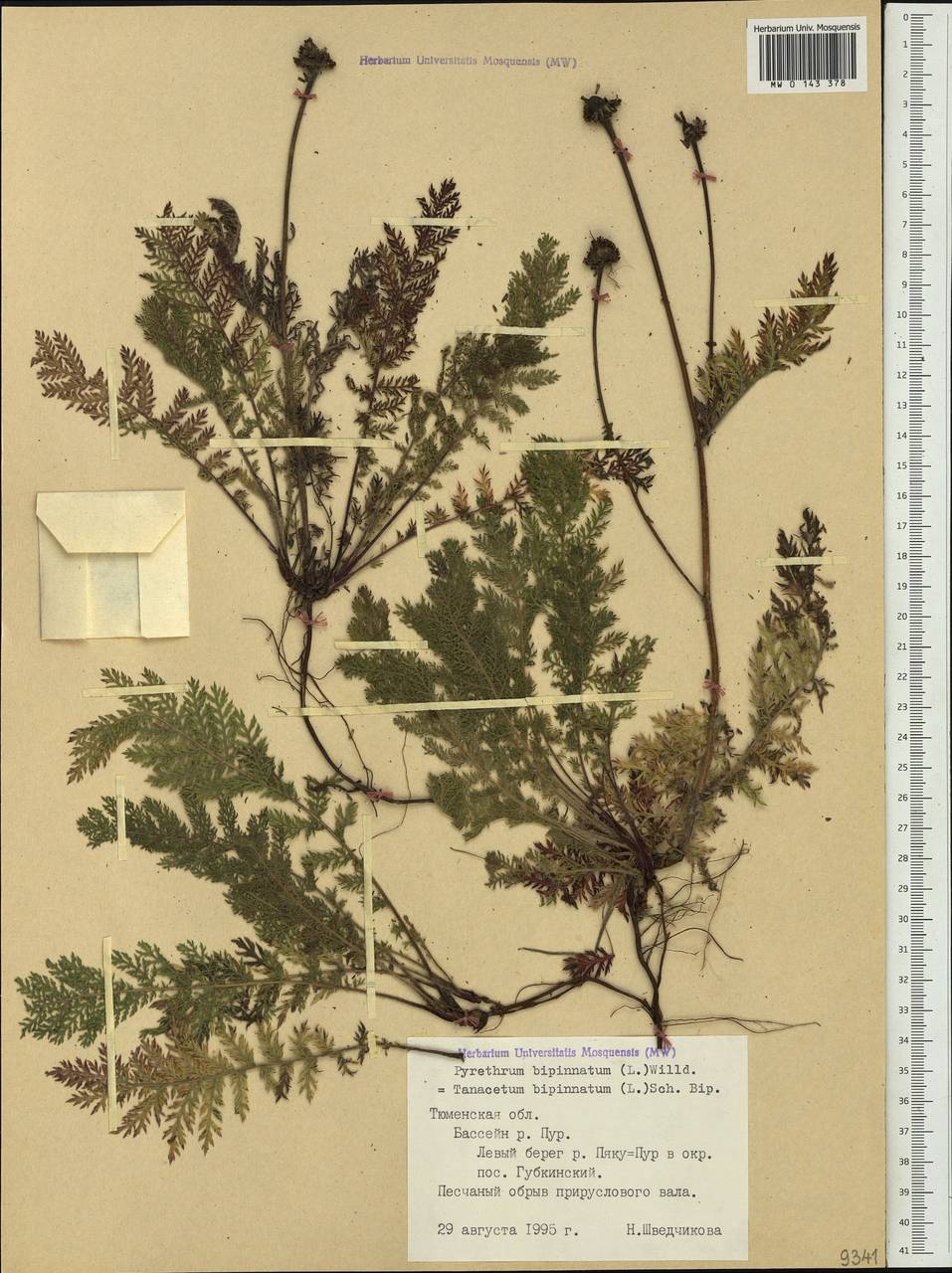 Tanacetum bipinnatum (L.) Sch. Bip., Siberia, Western Siberia (S1) (Russia)