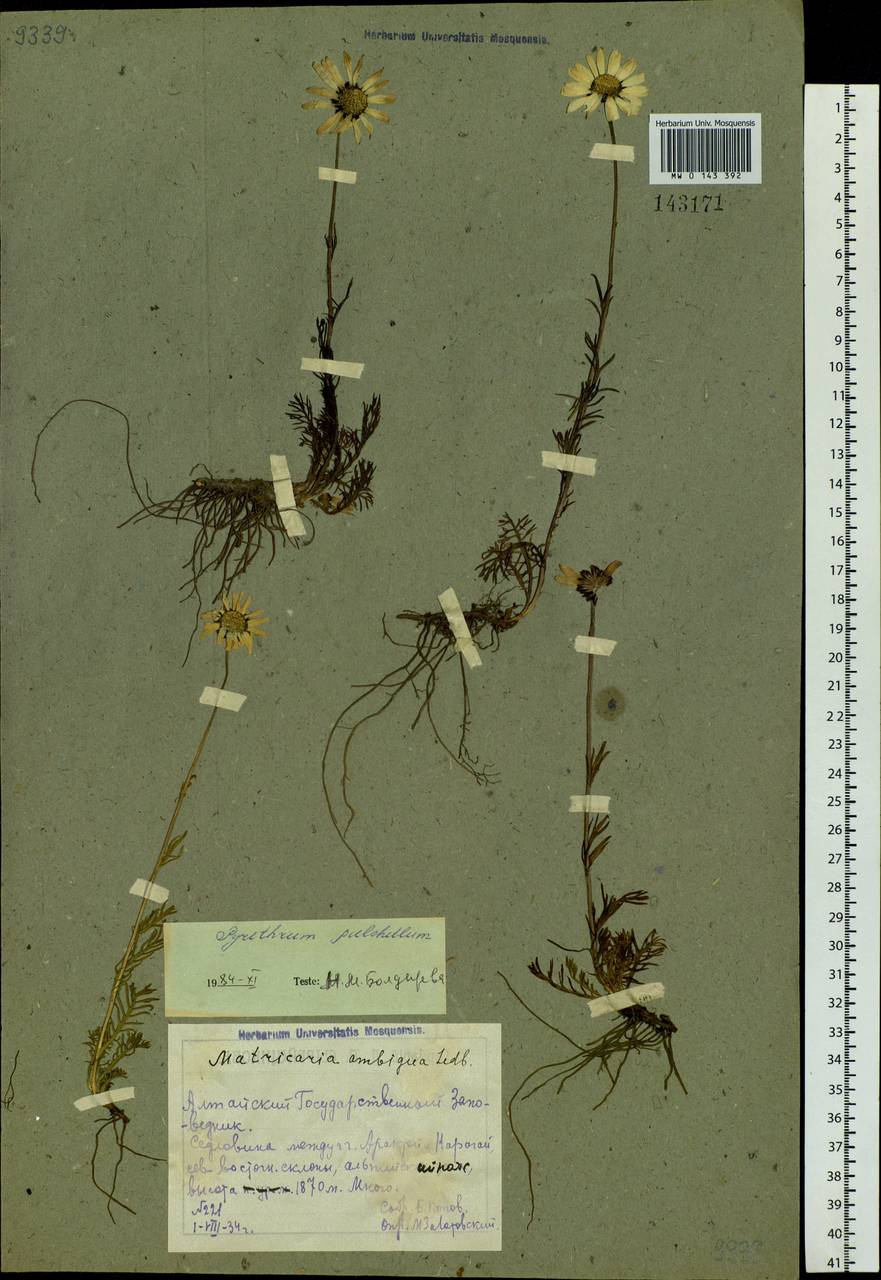 Tanacetum pulchrum (Ledeb.) Sch. Bip., Siberia, Altai & Sayany Mountains (S2) (Russia)