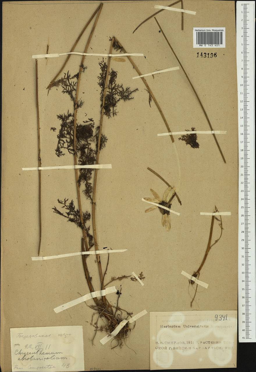 Pyrethrum krylovianum Krasch., Siberia, Altai & Sayany Mountains (S2) (Russia)