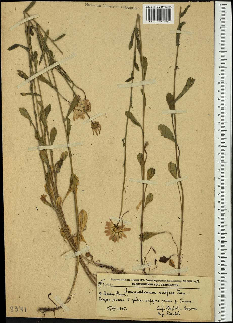 Leucanthemum vulgare Lam., Siberia, Russian Far East (S6) (Russia)