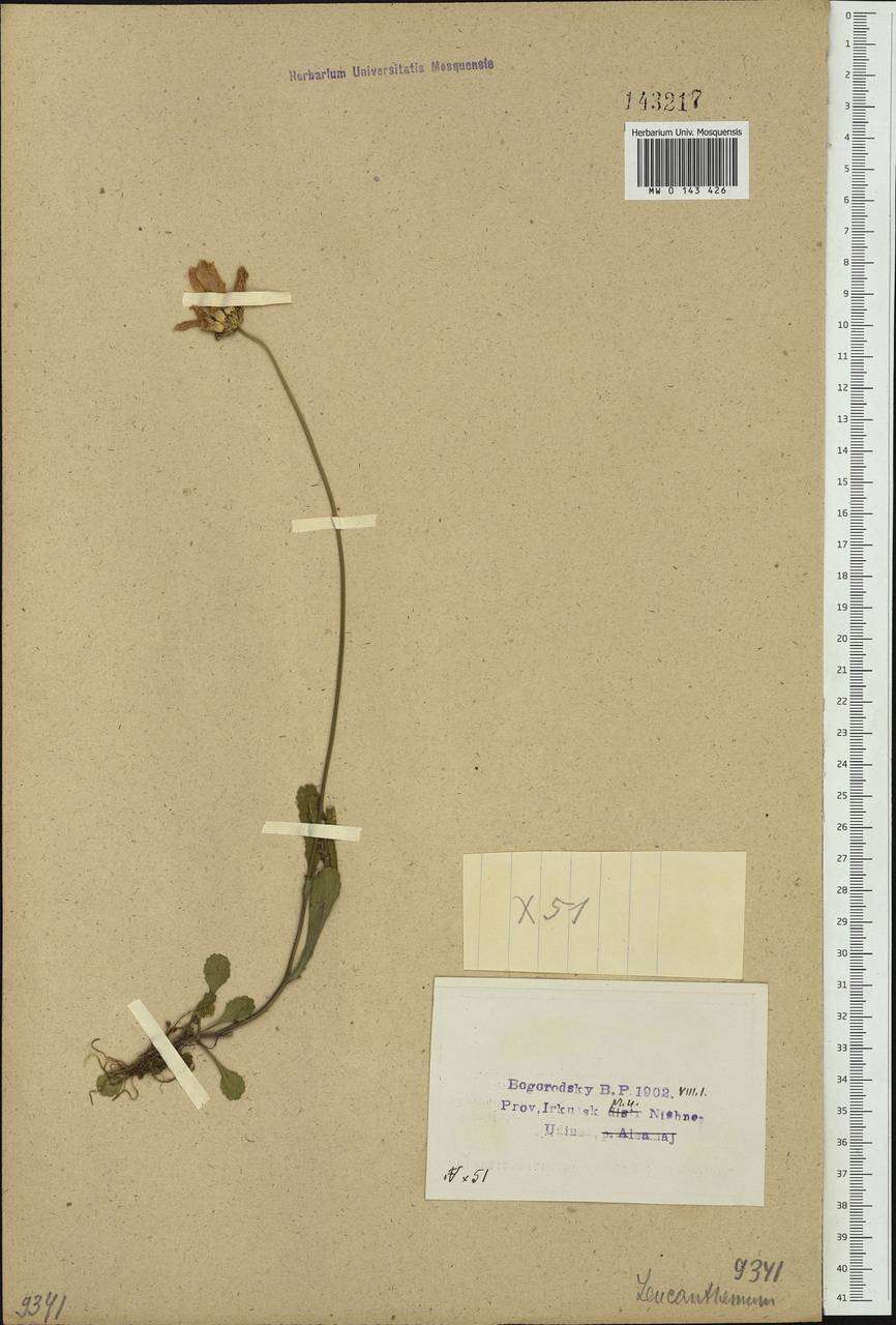 Leucanthemum vulgare Lam., Siberia, Baikal & Transbaikal region (S4) (Russia)